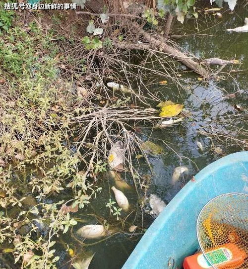 河南固始县产业集聚区养殖户鱼塘疑被企业污水排放造成鱼全部死亡