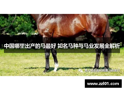 中国哪里出产的马最好 知名马种与马业发展全解析